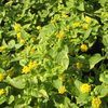 Lantana  'Samantha'