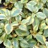 Lysimachia 'Outback Sunset'
