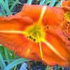 Hemerocallis  'Tuscawilla Tigress'