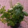 Herb  'Combination Pot'