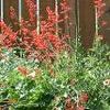 Heuchera sanguinea 'Firefly'