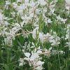 Gaura  'White'