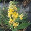 Buddleia x 'Sungold'