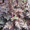 Heuchera x 'Stormy Seas'