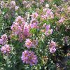 Lagerstroemia indica 'Catawba'