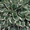 Hosta  'Francee Hosta'
