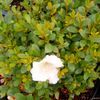 Rhododendron x 'Gumpo White'