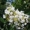Lagerstroemia indica 'Natchez'