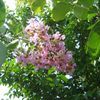 Lagerstroemia indica 'Muskogee'