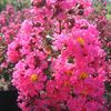 Lagerstroemia indica 'Pink Velour'