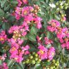 Lagerstroemia indica 'Pokomoke'