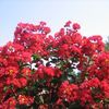 Lagerstroemia indica 'Red Rocket'