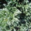 Chamaecyparis pisifera 'Boulevard'