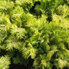 Chamaecyparis obtusa Crippsi 'obtusa Crippsii'
