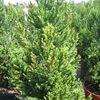 Cryptomeria japonica Black Dragon 'Black Dragon'