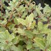Eleagnus x ebbingei