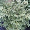 Euonymus alatus Compactus 'alatus Compactus'