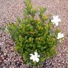 Gardenia jasminoides 'August Beauty'