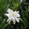 Gardenia jasminoides 'Radicans'