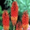 Kniphofia  'Alcazar'
