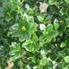 Ilex cornuta 'Burfordii'