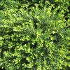 Ilex crenata 'Helleri'
