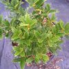 Ilex x Oak Leaf 'Oak Leaf Holly'