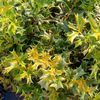 Ilex cornuta 'Rotunda'