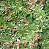 Ilex vomitoria 'Bordeaux'