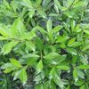 Ilex x attenuata 'Savannah'