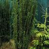 Ilex crenata 'Sky Pencil'