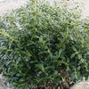 Ilex crenata 'Soft Touch'