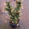 Trachelospermum jasminoides