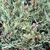 Juniperus horizontalis 'Wiltonii'