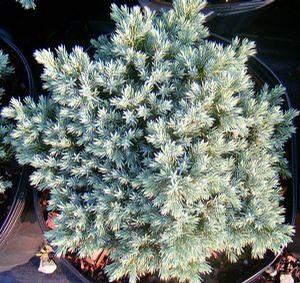 Juniperus squamata 'Blue Star'