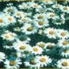 Leucanthemum superbum 'Becky'