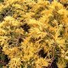 Juniperus chinensis 'Saybrook Gold'