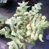 Mahonia bealei