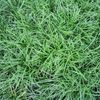 Ophiopogon japonicus