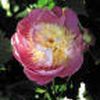 Peony  'Bowl of Beauty'