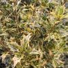 Osmanthus heterophyllus 'Goshiki'