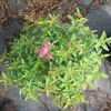 Spiraea x bumalda 'x bumalda Anthony Waterer'