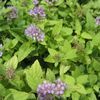 Spiraea japonica 'Gold Mound'