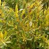 Myrica cerifera