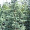 Cedrus deodora 'Silver'