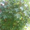 Acer rubrum 'October Glory'