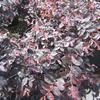 Loropetalum chinense 'Ruby'
