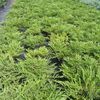 Juniperus chinensis 'Sargentii'