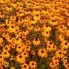 Rudbeckia fulgida  'Goldsturm Rudbeckia fulgida'