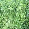 Fern  'Springeri'